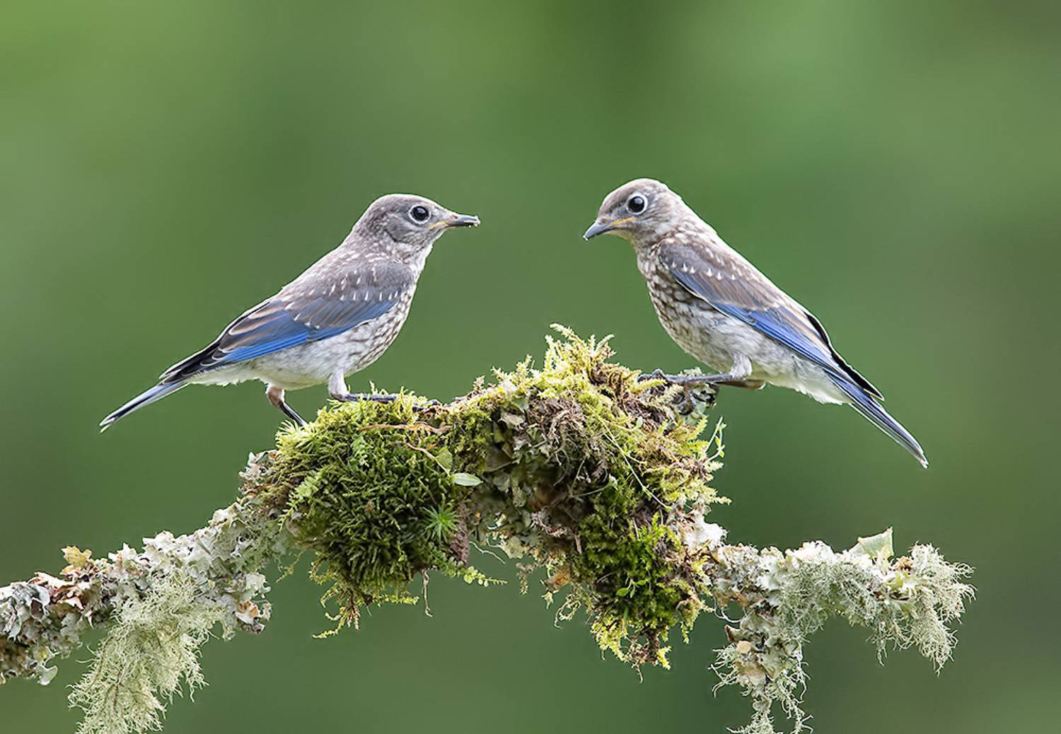 восточная сиалия, eastern bluebird, bluebird, Etkind Elizabeth