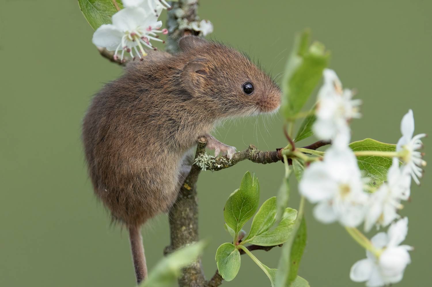 harvest mouse, mouse, rodent, animals, nature, wildlife, canon, MARIA KULA