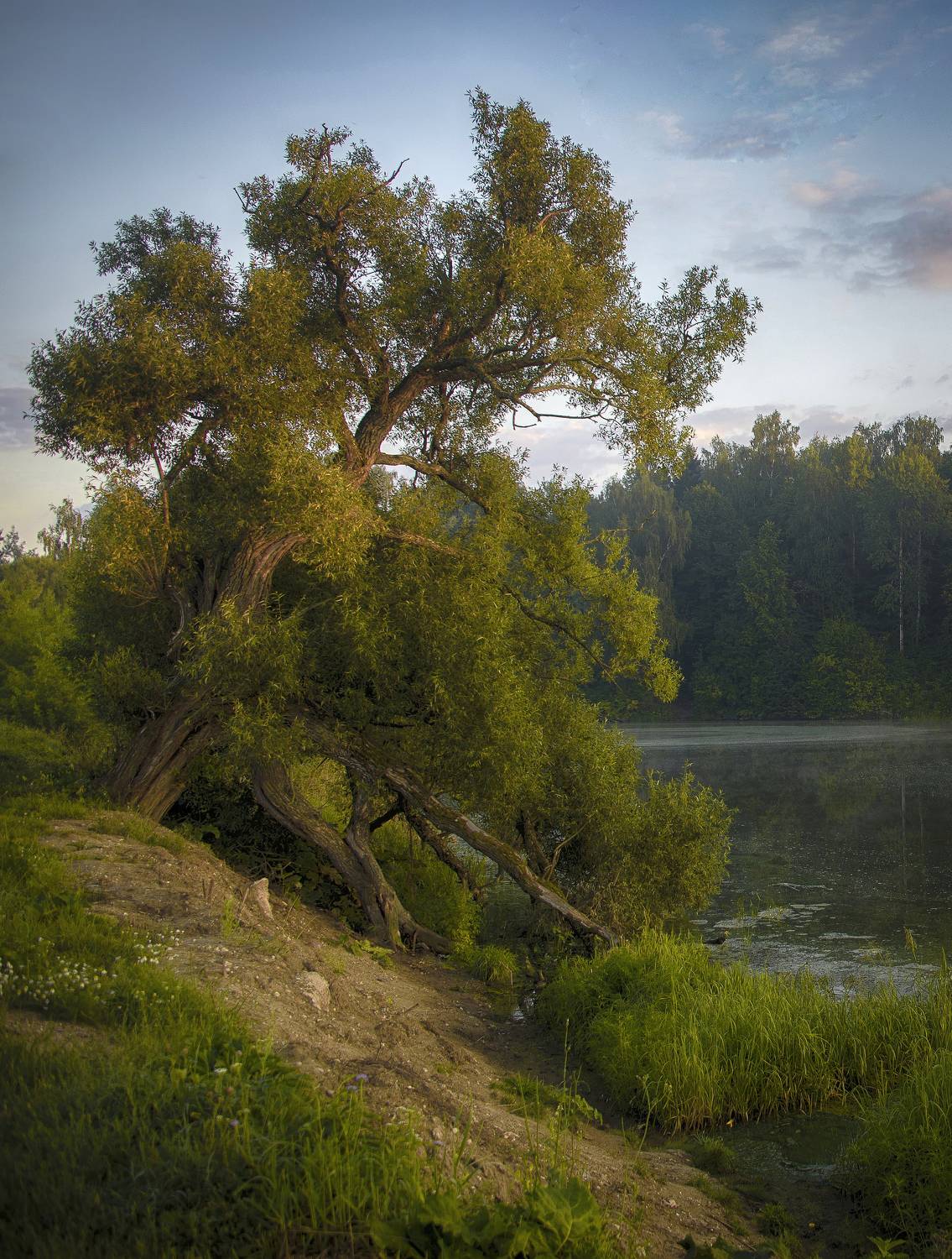 очень старое дерево, Сергей Аникин