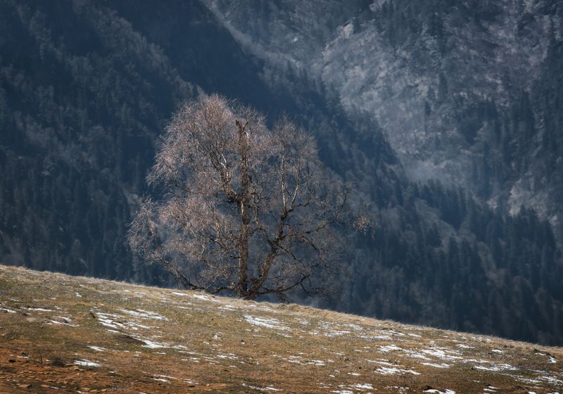 горы, склоны, весна, снег, дерево, луг, трава одинокий расцвет фото превью