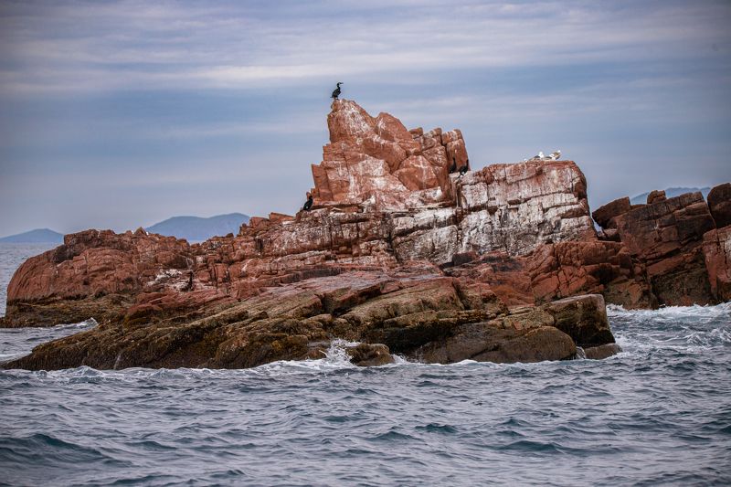 море, баклан, чайка, скалы Обитатели скал Японского моря фото превью