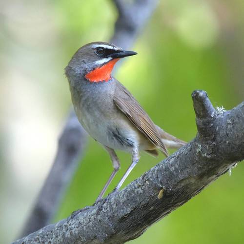 Красношейка