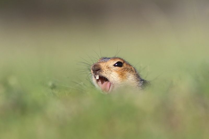 природа, животные, звери, суслик, анималистика На распевке фото превью