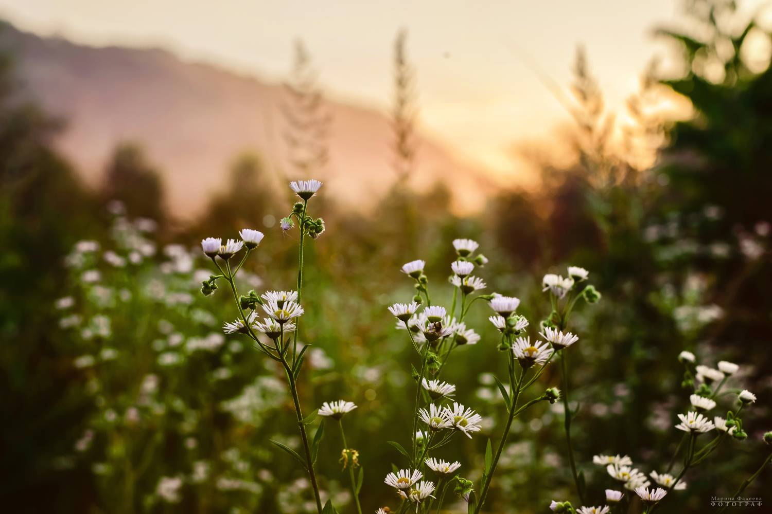природа, закат, луговые цветы, Фадеева Марина