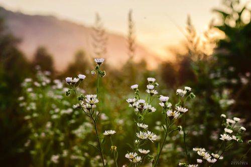 Тепло июньского заката