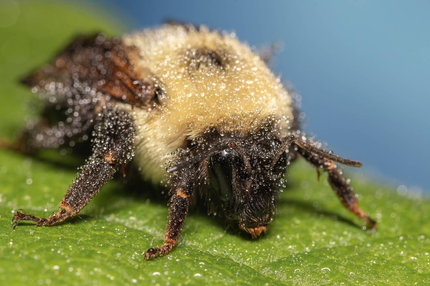 bumblebee, insect, insectlovers, macro, macrophoto, macrophotography, enthomology,  nature,  Stephane