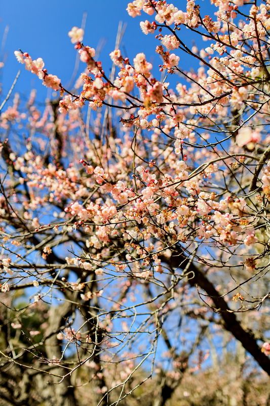 Spring Spring фото превью