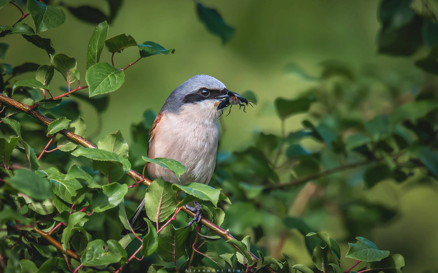 жулан, обыкновенный жулан, сорокопут-жулан, lanius collurio, Круль Александр