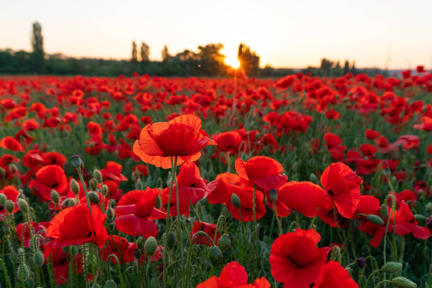 , Юлия Мальцева