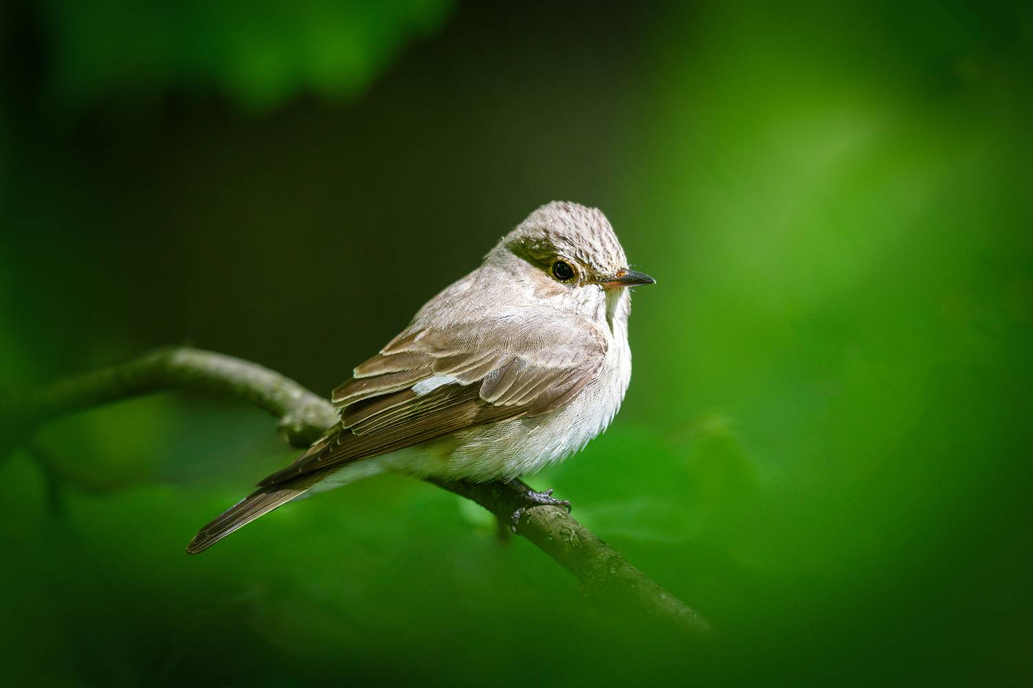 мухоловка, Александр Добыш
