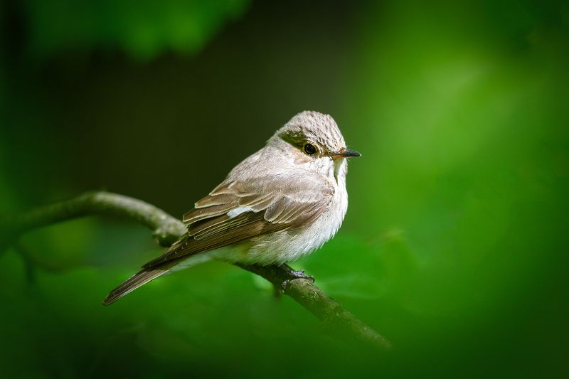 мухоловка В тени раскидистой кроны фото превью