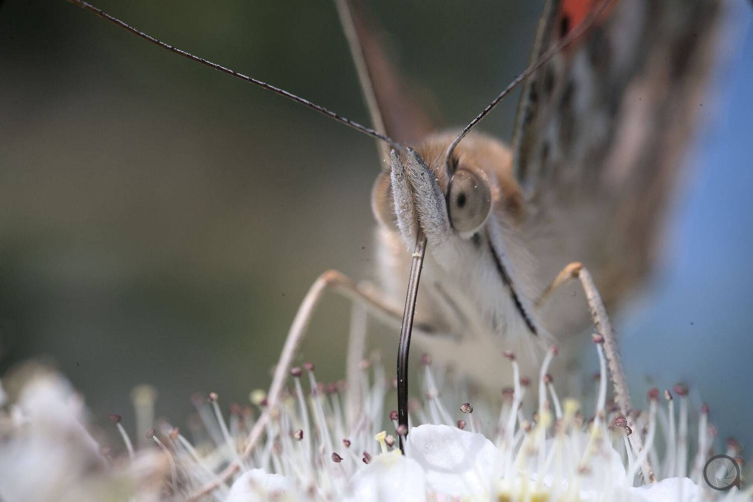 *, Алексей Акрал