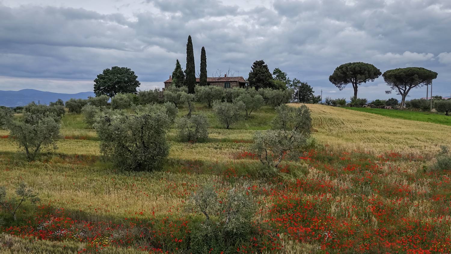 , Дария Максимова