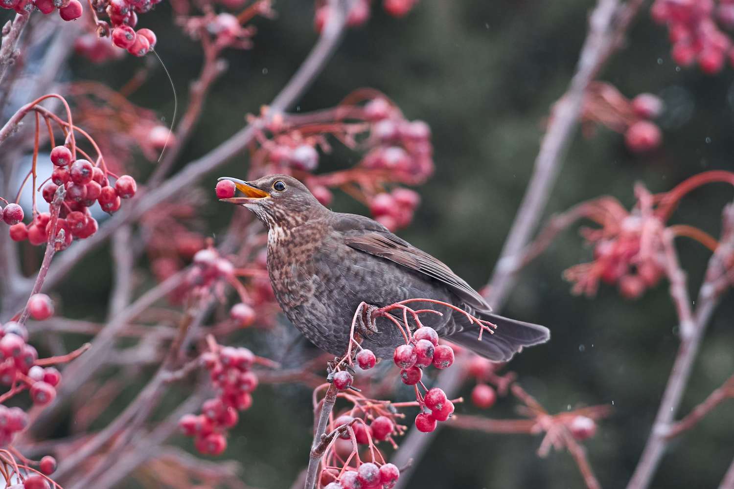 , Павел Сторчилов