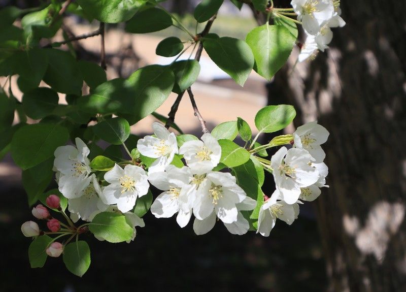 цветы,яблоня,растения Солнечные зайчики фото превью