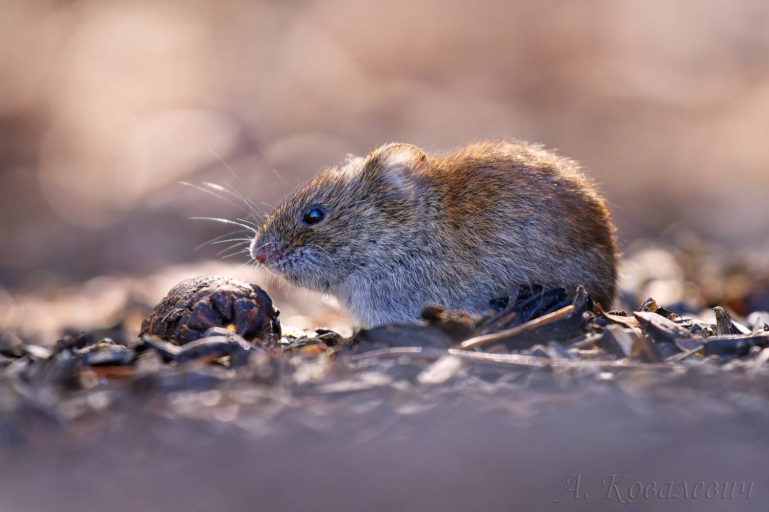 , Ковалевич А.