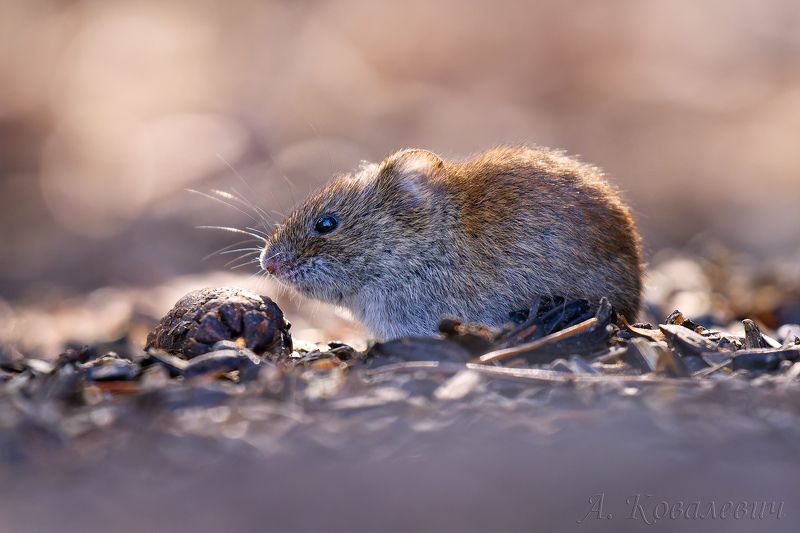 Полёвка фото превью