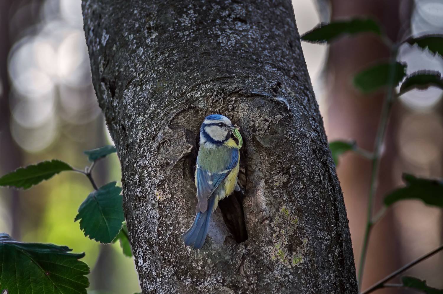вечер, парк, дерево, дупло, синица,гусеница, Чепленко Алексей