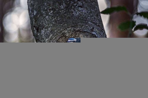 Заботливый родитель