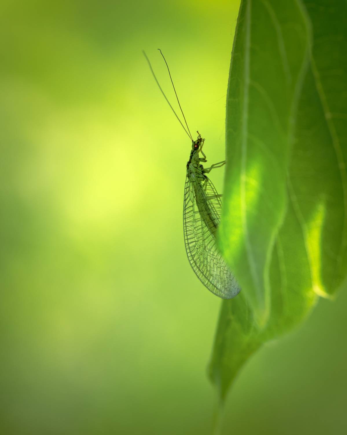 , Рагинская Ольга