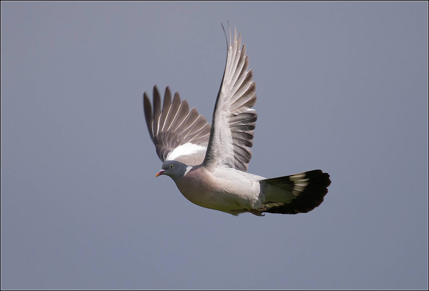 москва, май, парк, дикий голубь, АНАТОЛИЙ ДОВЫДЕНКО
