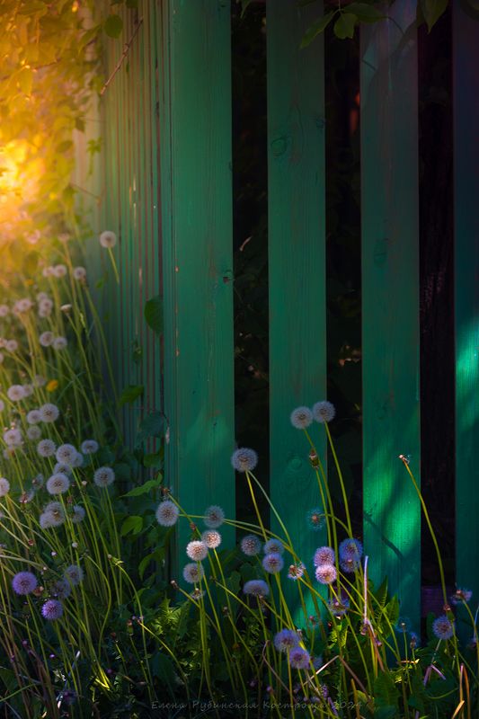 город, одуванчики, кострома Привет, июнь... фото превью