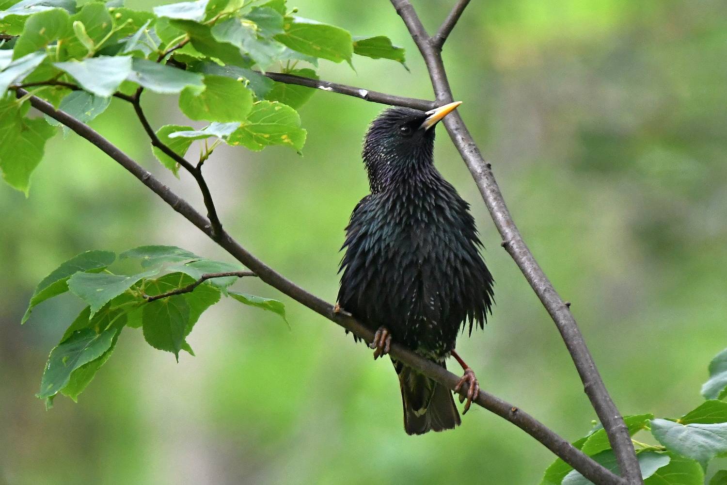 , Игорь Корнейчук