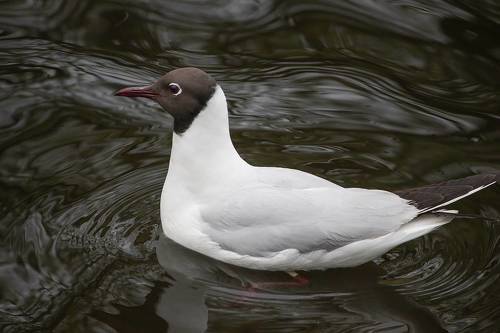 Озёрная чайка (Chroicocephalus ridibundus)