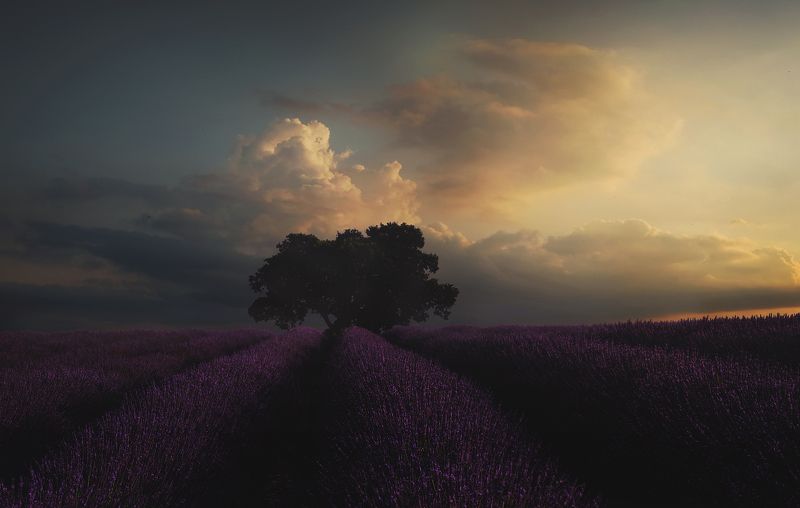 Лаванда, Пейзаж, Валенсоль, Франция  фото превью