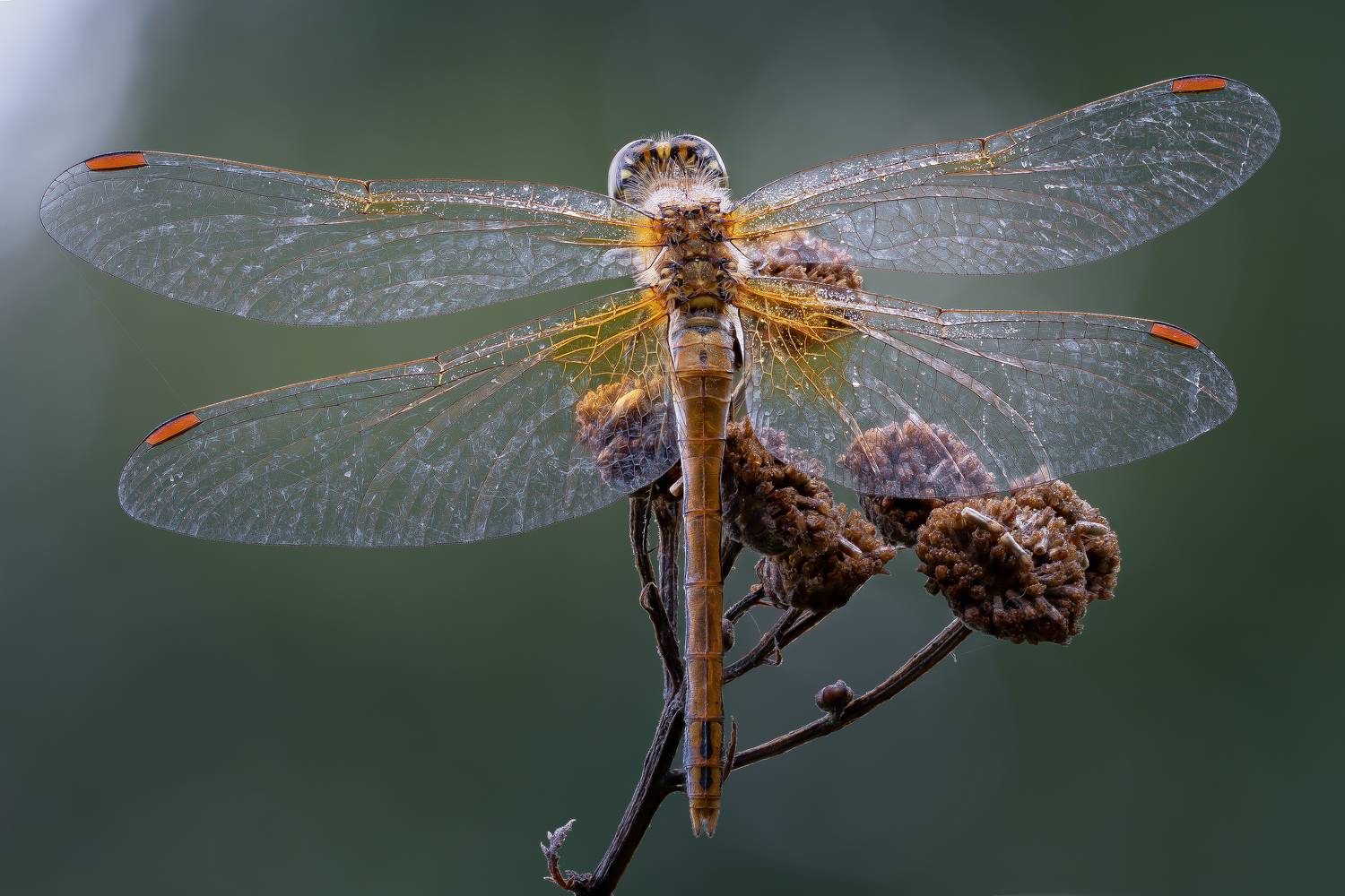 , Кузнецов Дмитрий