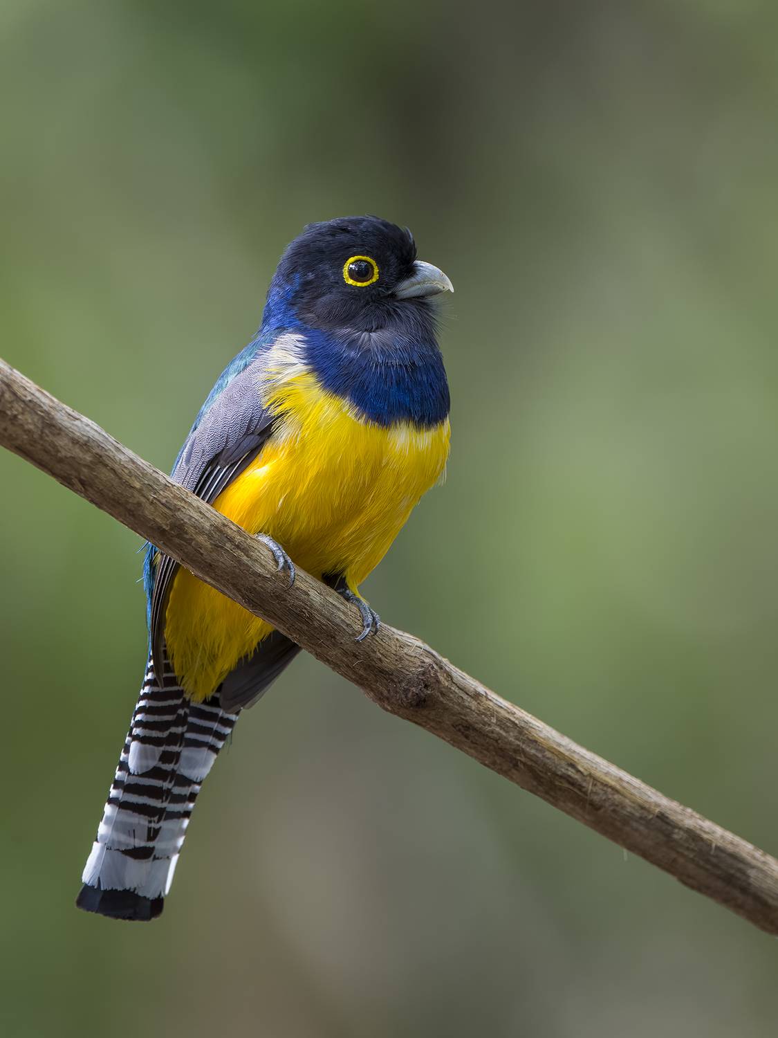 , Burgalin Sequeira Fernando