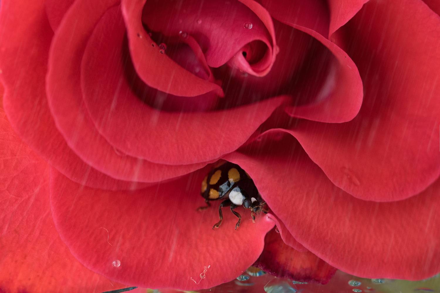 , Рагинская Ольга