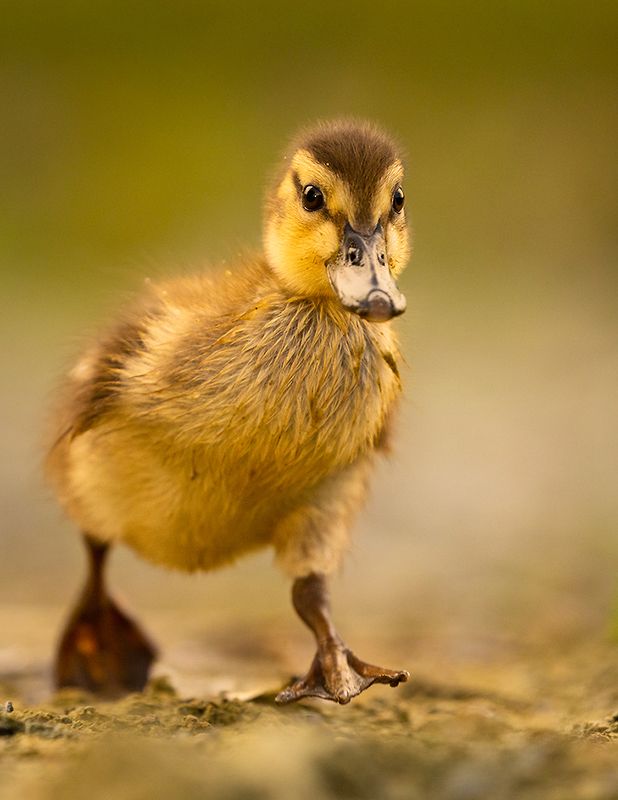 Duckling фото превью