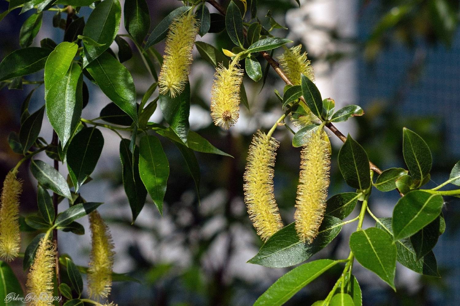 , Орлов Олег