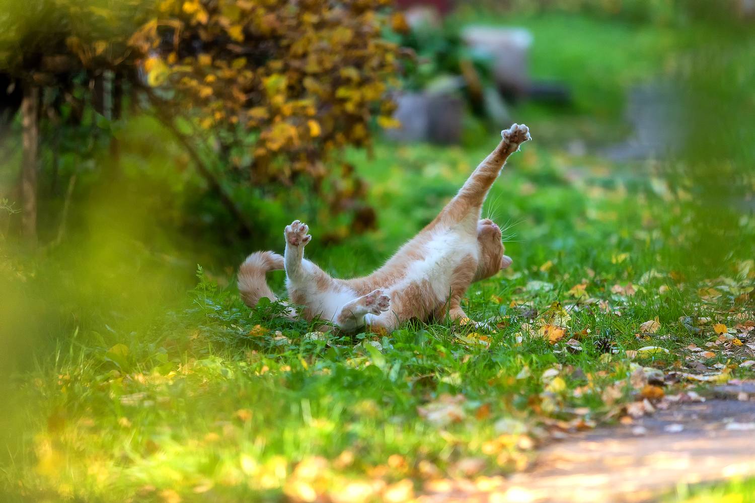 , Alexander Pashenichev