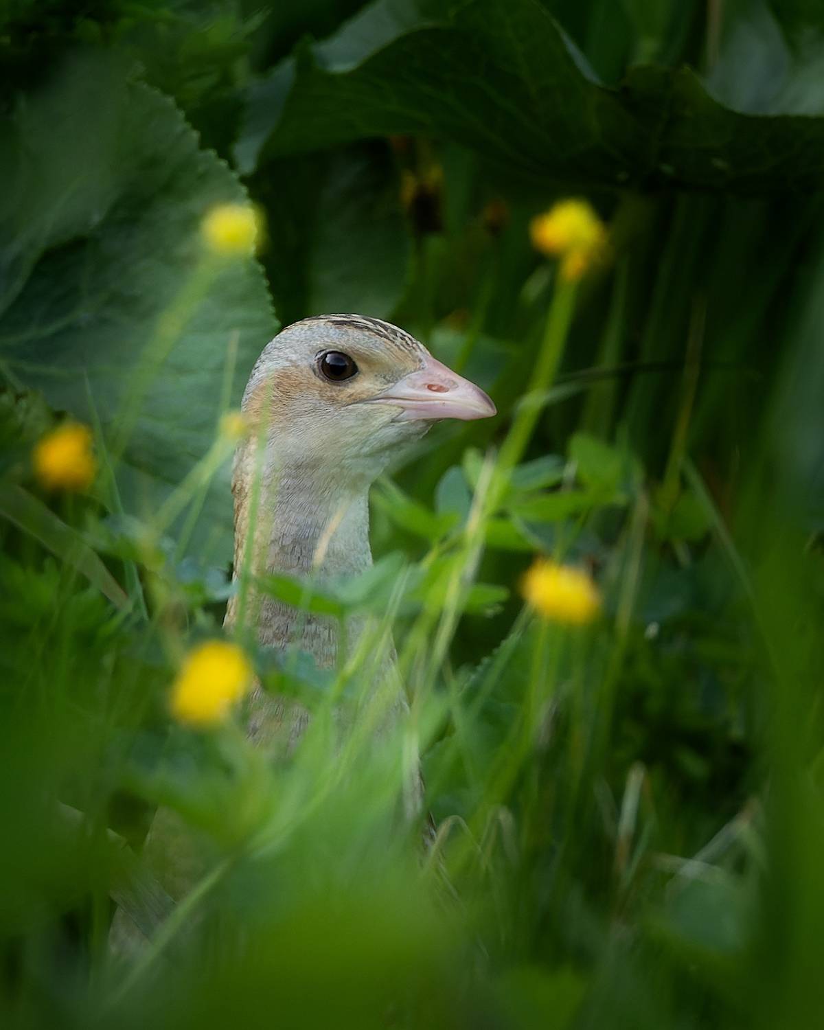 дергач, коростель, птицы, фотоохота, Марголин Алексей