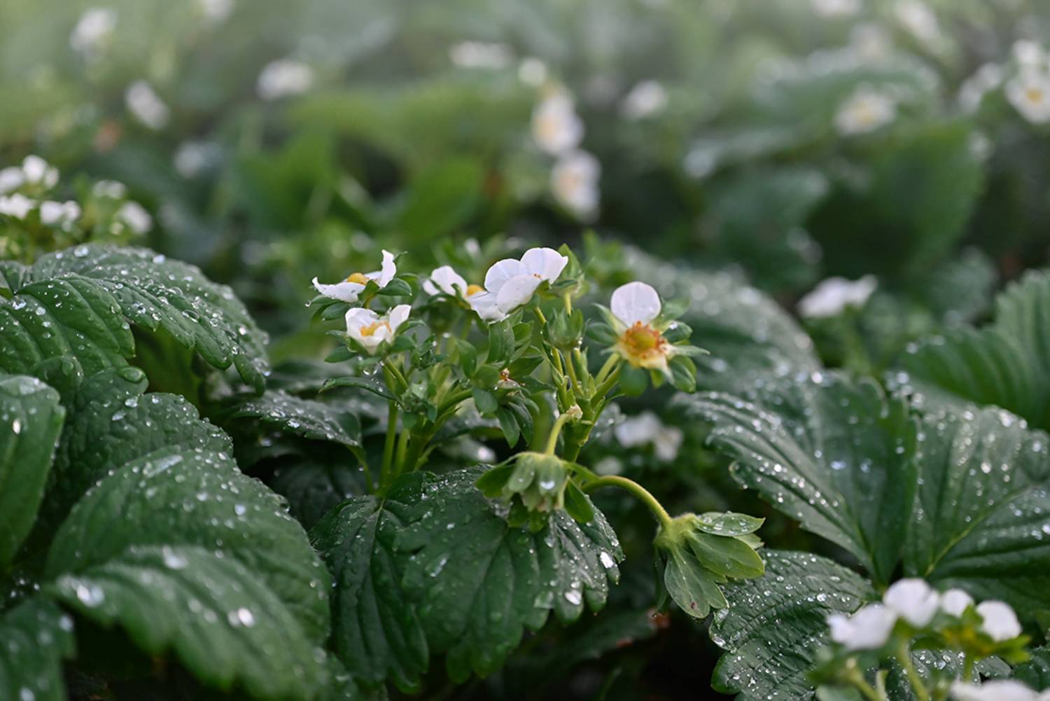 , Калёв Сергей