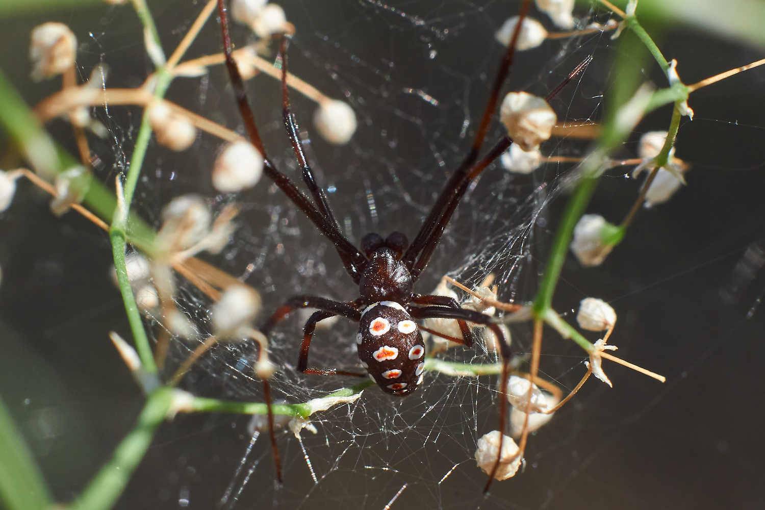 , Павел Сторчилов