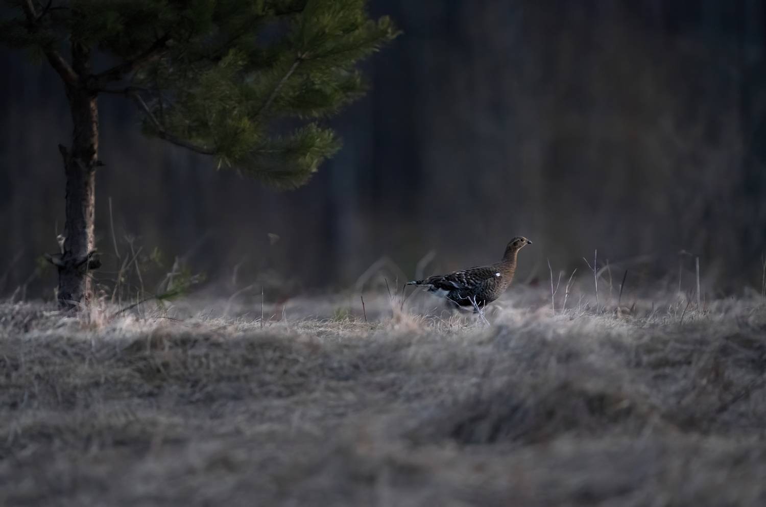 природа, путешествия, птицы, тетерев, весна, wildlife, travel, nature, Алексей Романов