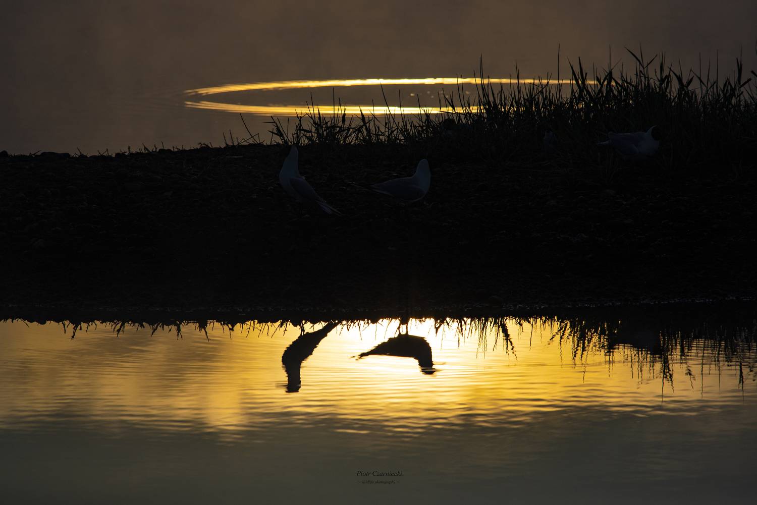 mirror, seagull, black-headed seagull, birds, nature, sunrise, dawn, nature photography, bird photography, animal photography, beautiful photography,, PIOTR CZARNIECKI
