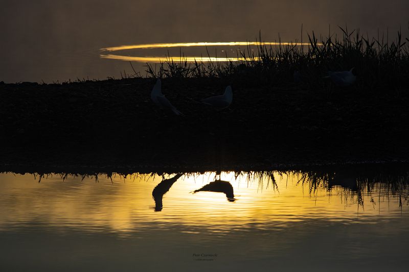mirror, seagull, black-headed seagull, birds, nature, sunrise, dawn, nature photography, bird photography, animal photography, beautiful photography, mirror фото превью
