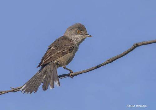 Barred warbler
