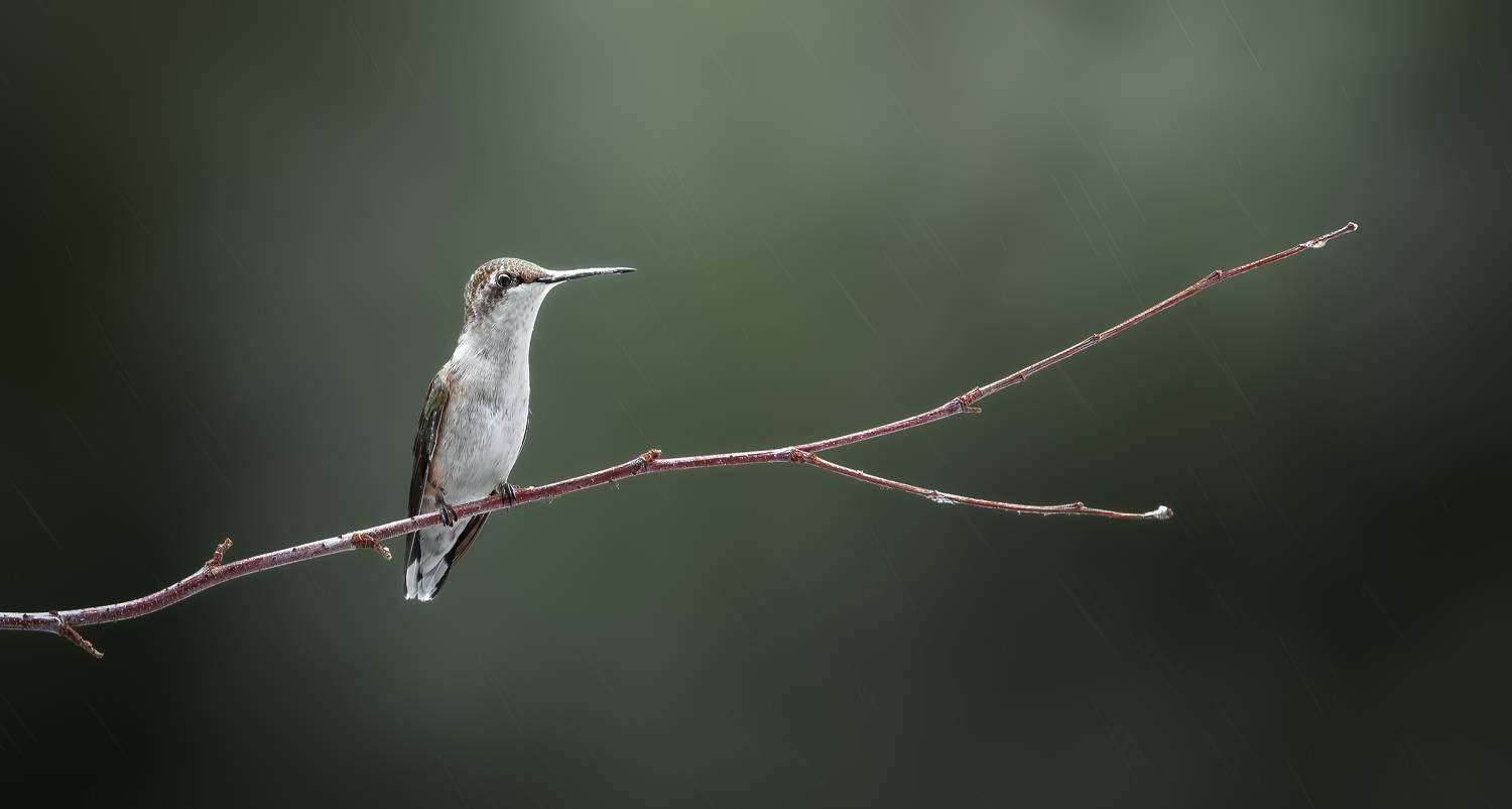 bird, humming, hummingbird, hummingbirds, hummer, rufous, nature, animals, wild, action, dynamic, Atul Saluja
