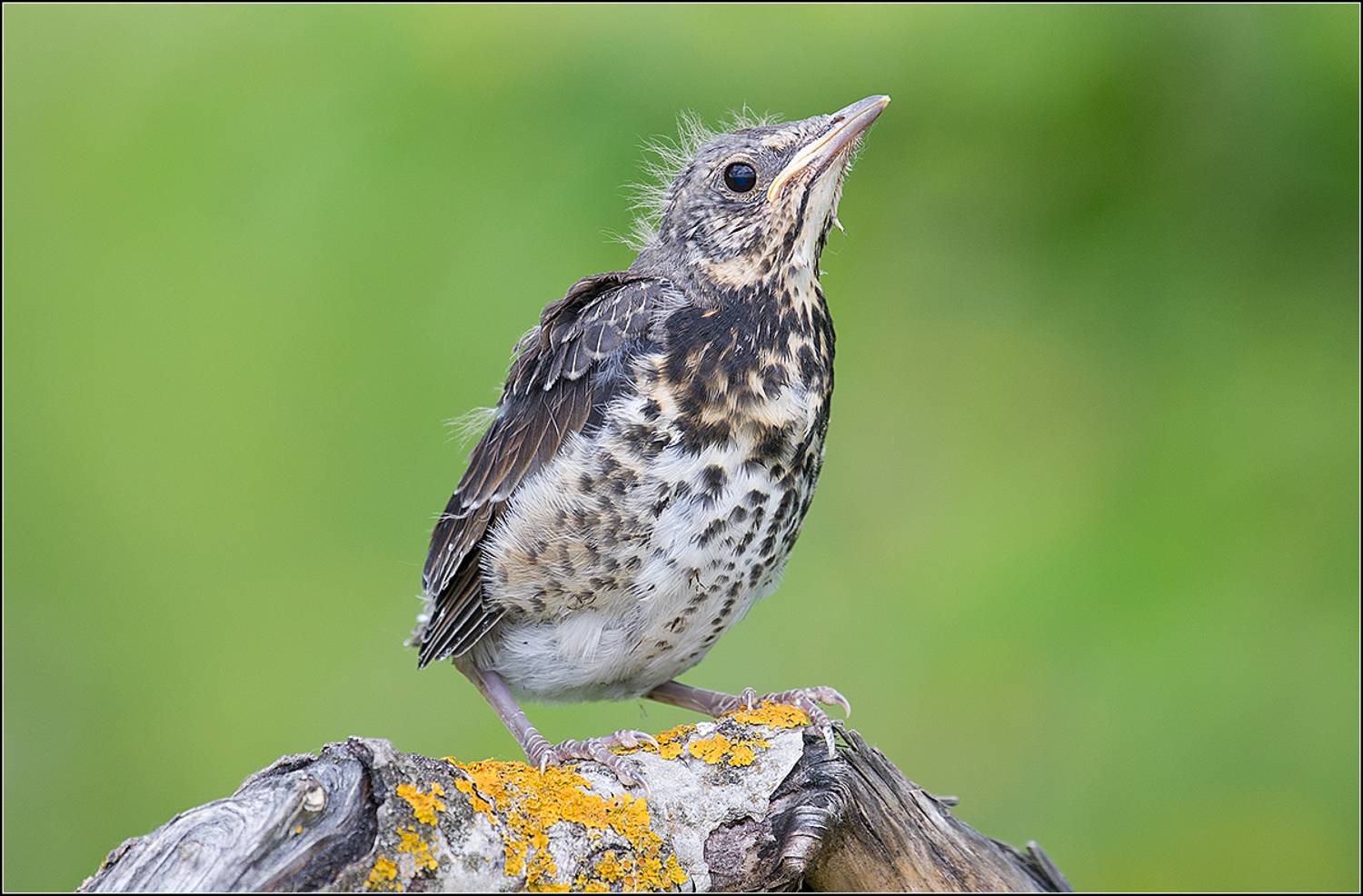 москва, май, парк, птенец дрозда, АНАТОЛИЙ ДОВЫДЕНКО