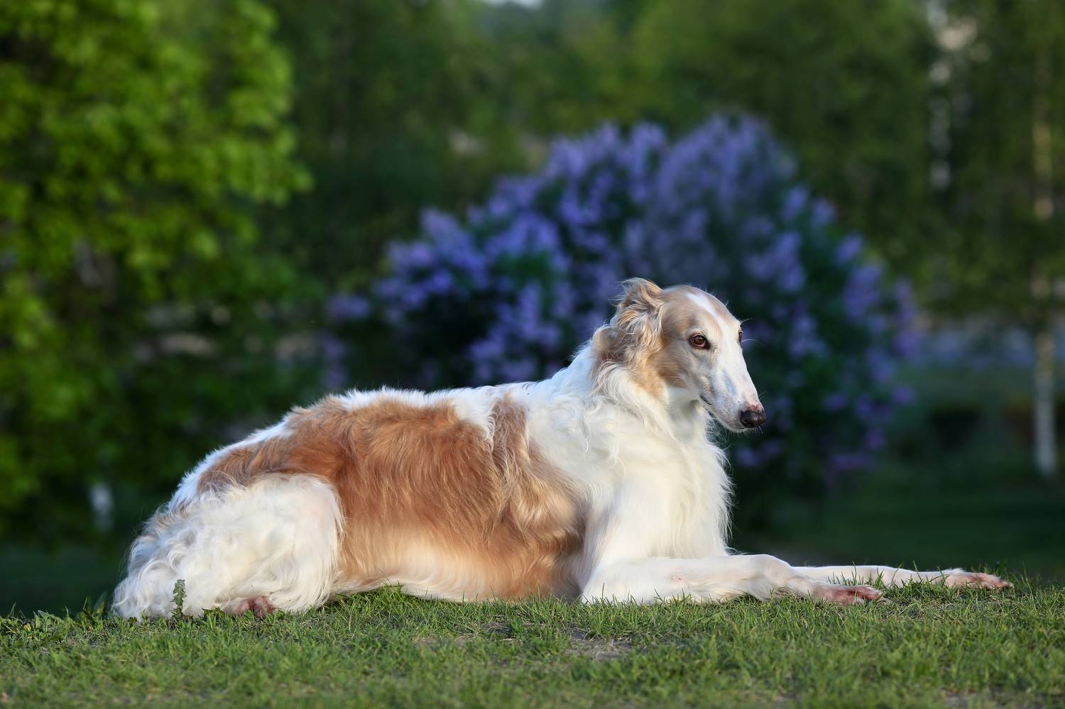 , Андрей Ершов