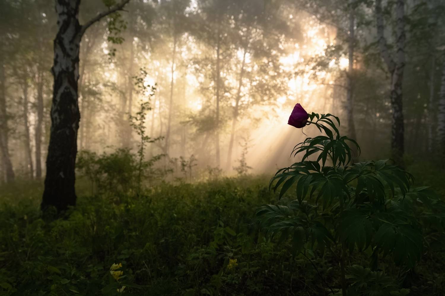 туман, торгашинский хребет, сибирь, марьин корень, Фомина Марина