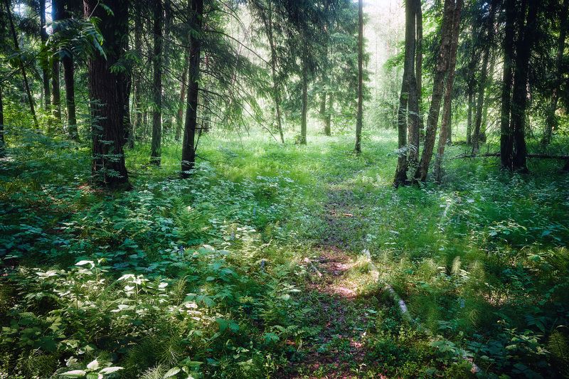 В летнем лесу фото превью