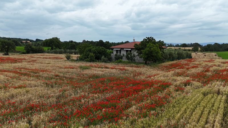 Весна в Тоскане, маки фото превью