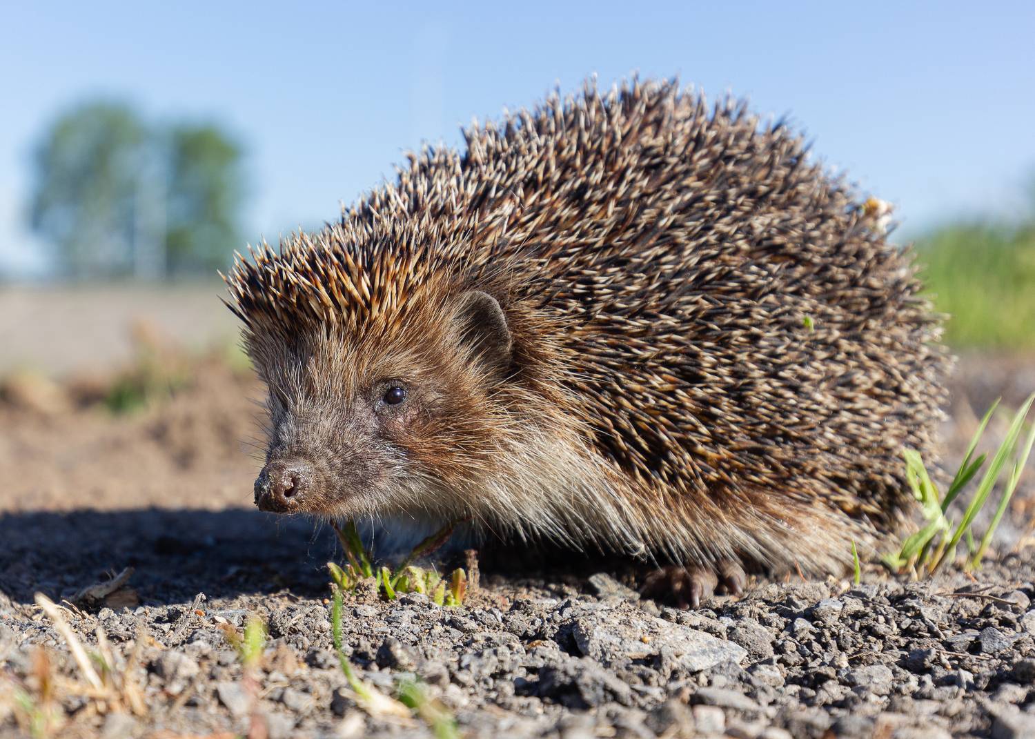 , Гильманов Артур