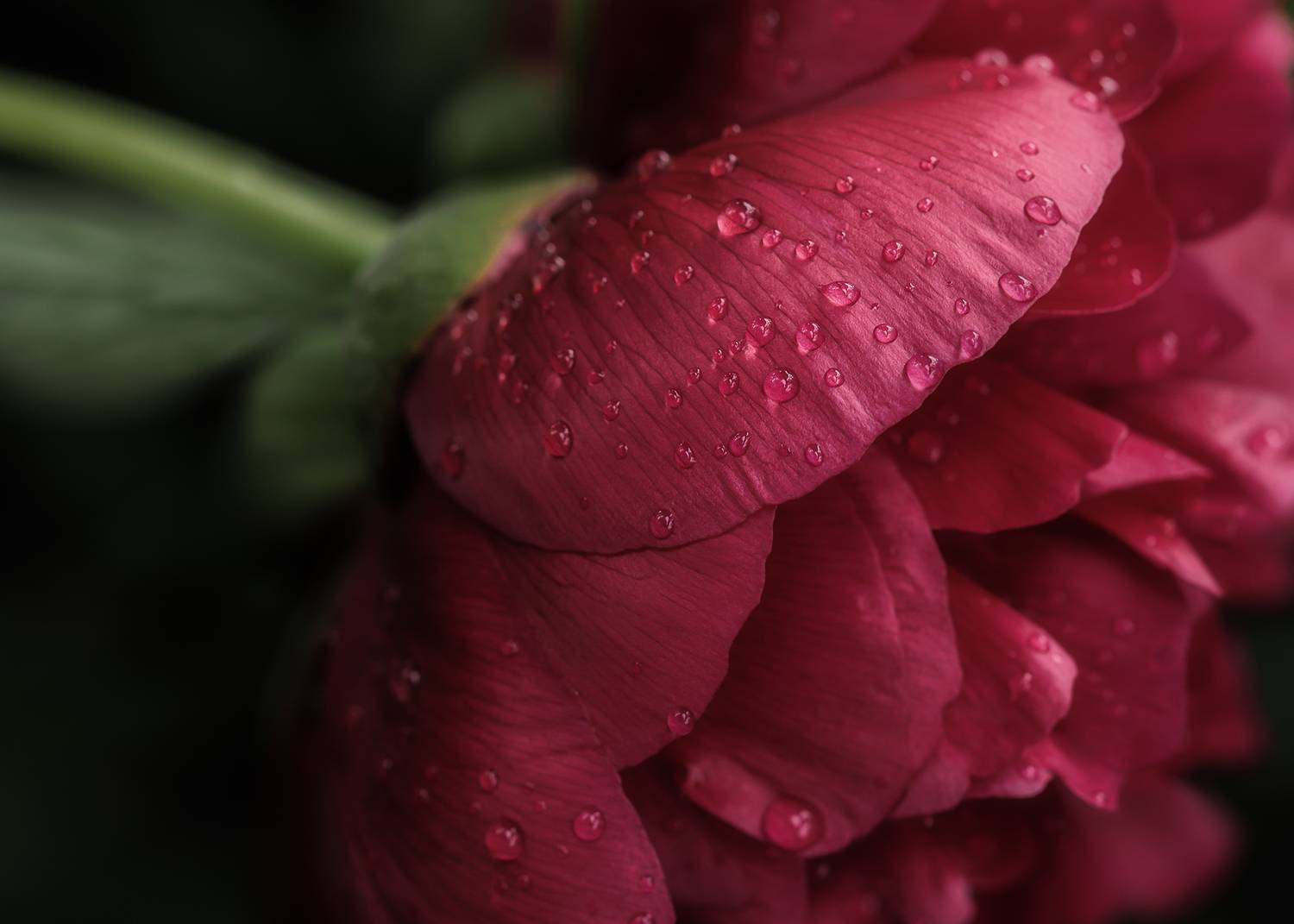 пион, цветы, peony, flower,  Eirene